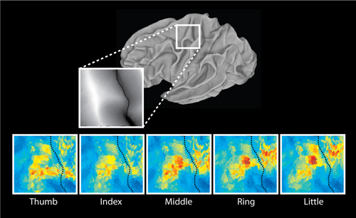 Finger representations in cortex